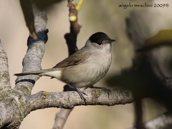 Maschio di Capinera Sylvia atricapilla